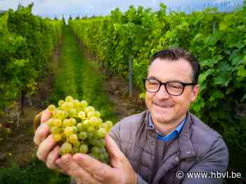 Zin in iets speciaals? Deze bizarre wijnen uit Borgloon moet je proeven - Het Belang van Limburg