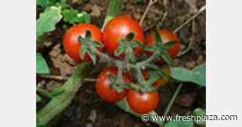 Chilean entrepreneur grows cherry tomatoes in the driest desert in the world - FreshPlaza.com