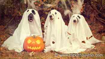 Tips for keeping your pets safe this Halloween, according to The Houston SPCA - KPRC Click2Houston