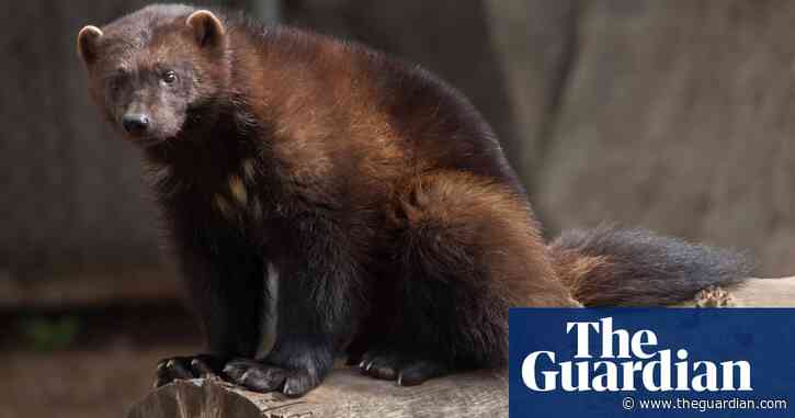 'Heads in the sand': conservationists condemn US failure to protect wolverines