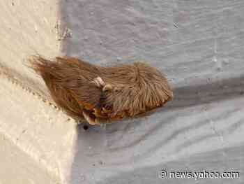 Poisonous furry caterpillars that look like wigs are popping up in Virginia