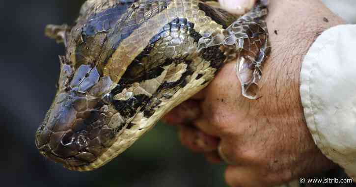 Utah man caught with 20 Burmese pythons in his home
