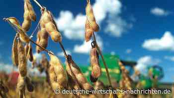 Soja-Preise steigen immer weiter - und mit ihnen die Chancen auf Trumps Wiederwahl