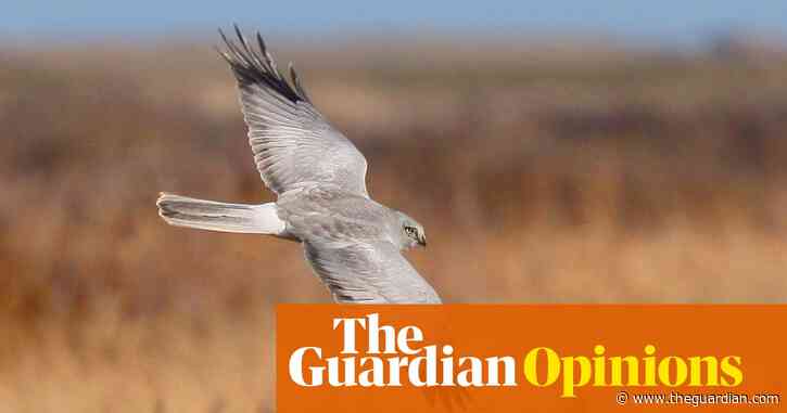 The Guardian view on game bird shooting: the threat is to nature | Editorial