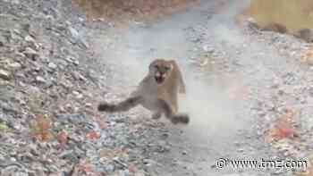Utah Hiker Stalked by Cougar for 6 Minutes, Miraculously Survives