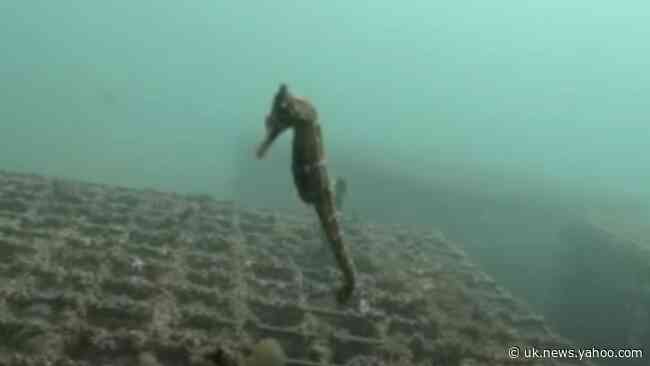 Endangered White's Seahorses Thrive After Being Released Into the Wild in Sydney