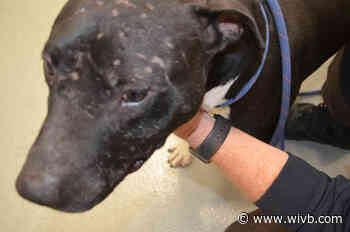 7 dogs rescued from Buffalo man accused of dogfighting, drug dealing