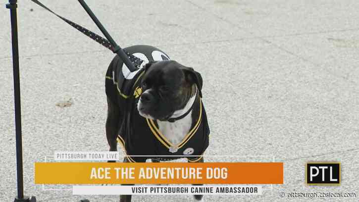 Furry Tails: Ace The Pittsburgh Adventure Dog