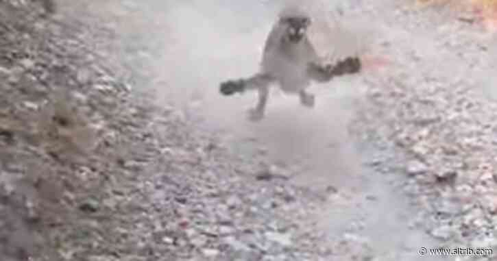 Utah hiker survives cougar encounter, yelling ‘stupid kitty cat!’ in viral video