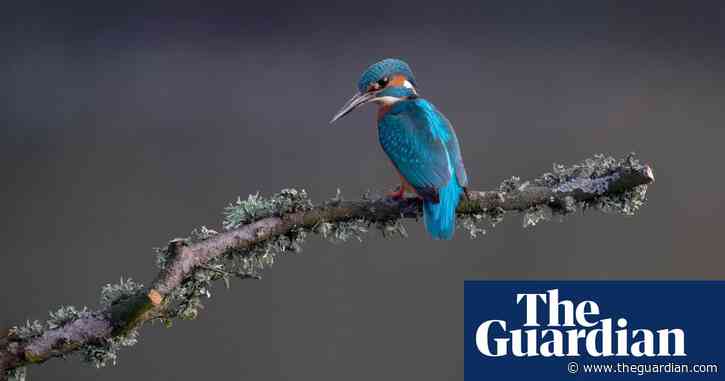 Country diary: the kingfisher highway is deserted