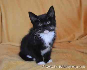 RSPCA concerned for cats in Greater Manchester during lockdown