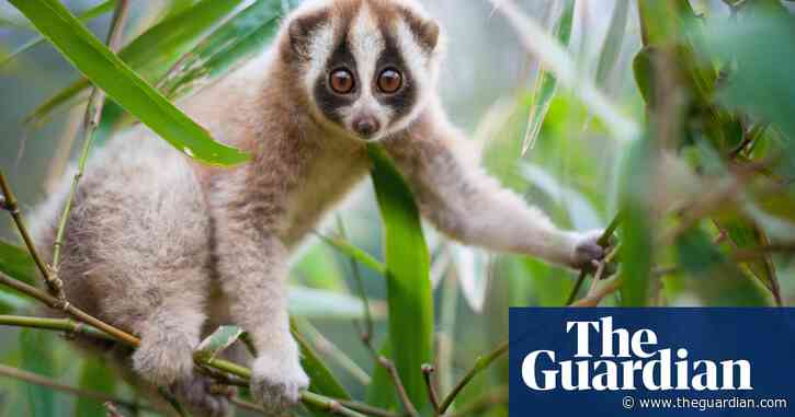 Bridge over troubled forests: how Java's slow lorises are creeping back