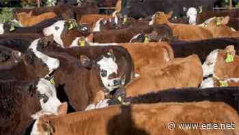 Agriculture Bill: Outrage as bid to protect environmental and food safety standards rejected