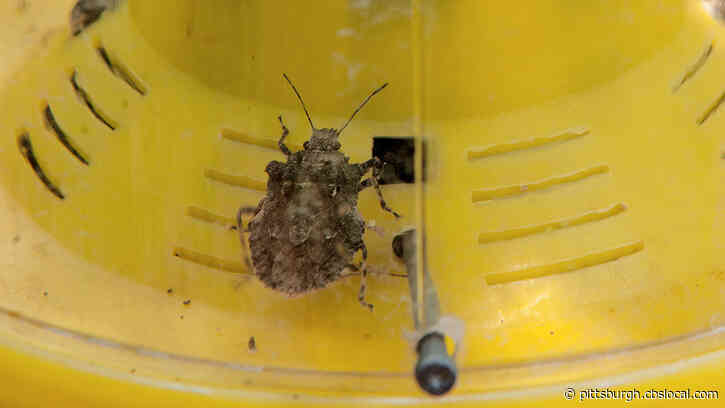 Helping Keep Stink Bugs And Rodents Out Of Your Home As Fall Brings Cooler Weather