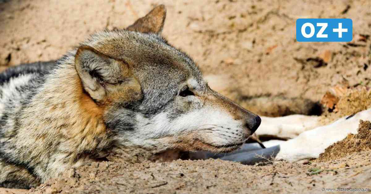 Ribnitz-Damgarten: Wolf von Erntemaschine erfasst - Polizei erschießt das Tier - Ostsee Zeitung