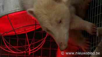 Illegaal gekweekte witte neusbeer verhuist waarschijnlijk naar Zoo Antwerpen of Planckendael