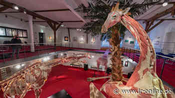 Plastinarium: Wie in Guben seit 2006 Leichen verarbeitet werden - Lausitzer Rundschau