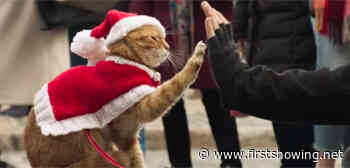 First UK Trailer for 'A Christmas Gift From Bob' Street Kitty Sequel