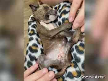 Rescue takes in 2-pound puppy dropped off at Wake County shelter