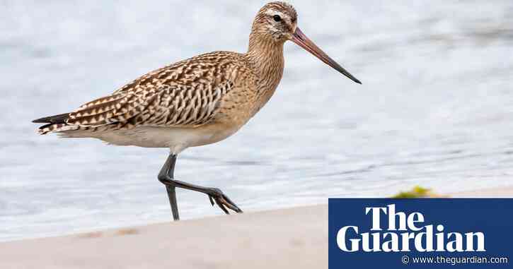 'Jet fighter' godwit breaks world record for non-stop bird flight