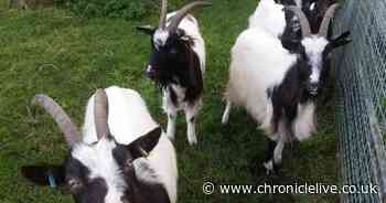 Community farm devastated after two of its rare goats were stolen