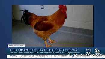 Squash the Rhode Island Red rooster is up for adoption at the Humane Society of Harford County - Yahoo News