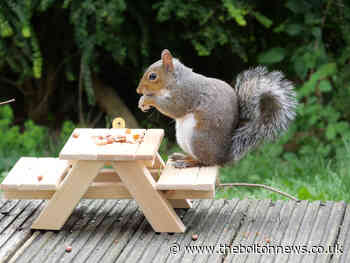 This grey squirrel has wonderful table manners