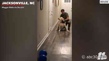 VIDEO: Excited dog greets Marine returning from 4-month deployment