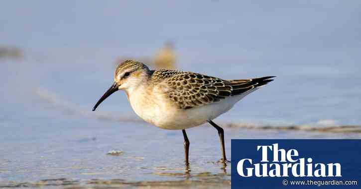 Birdwatch: the curlew sandpiper – a visit from a restless global traveller