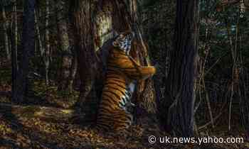 Image of tiger hugging tree wins 2020 wildlife photographer award