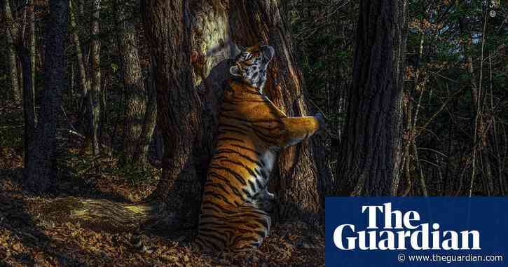 Image of tiger hugging tree wins 2020 wildlife photographer award