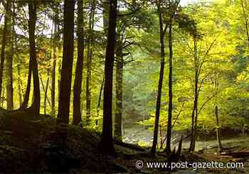 Forest Service proposes fires in part of Allegheny National Forest to help oaks grow