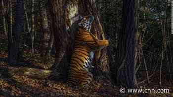 Wildlife Photographer of the Year Award winners revealed