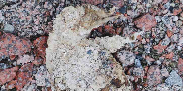 Photos reveal penguin mummies discovered at an abandoned nesting site in Antarctica that are at least 800 years old