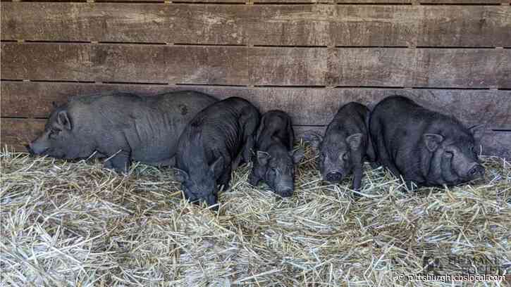 Washington County Humane Society Rescues 21 Pigs Left Behind After Eviction