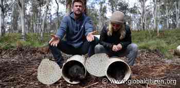 Chris Hemsworth Helps Return Tasmanian Devils to Mainland Australia for First Time in 3,000 Years - Global Citizen
