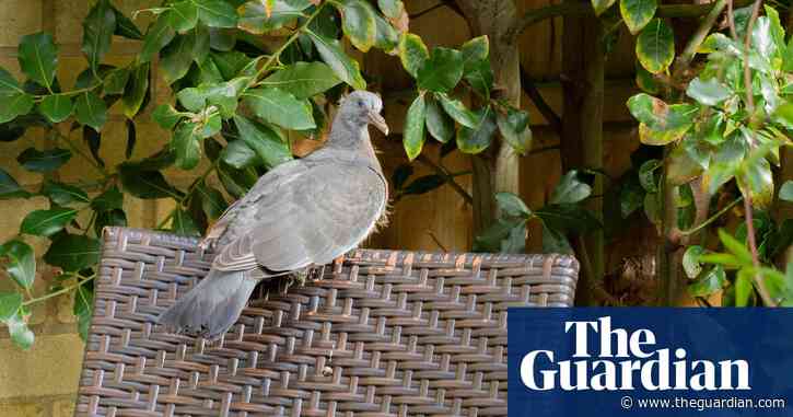 Country diary: a young wood pigeon learns a life lesson