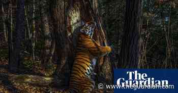 Wildlife photographer of the year 2020 winners – in pictures