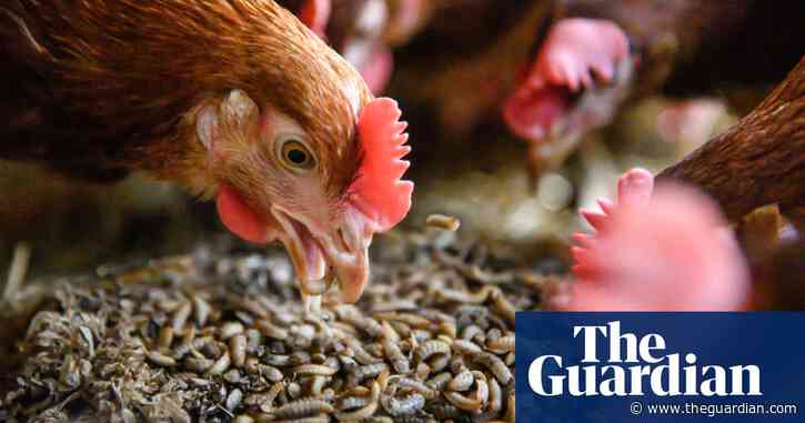 Grub's up: why maggot meals are a hit on one UK chicken farm