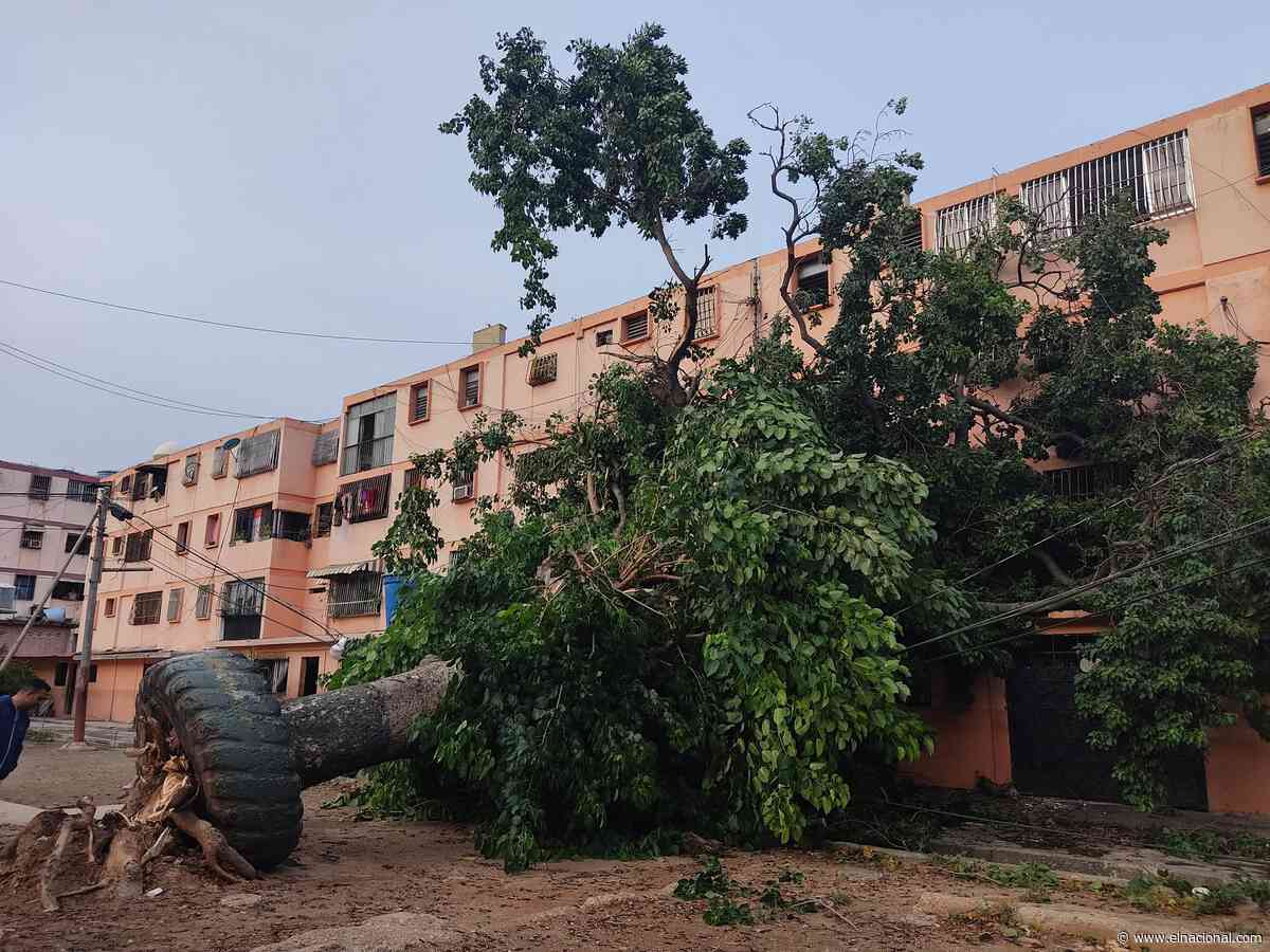 Vientos huracanados en La Guaira y Catia La Mar, techos y árboles caídos - El Nacional