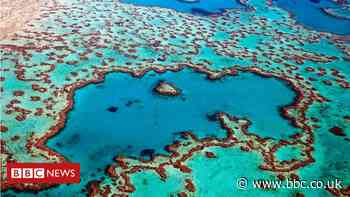 Great Barrier Reef has lost half of its corals since 1995