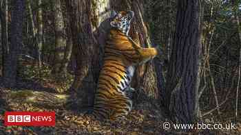 Hidden camera's hugging tiger wins wildlife photo award