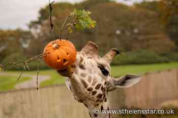 Hallowe'en in St Helens - 5 activities to enjoy, even in lockdown - St Helens Star