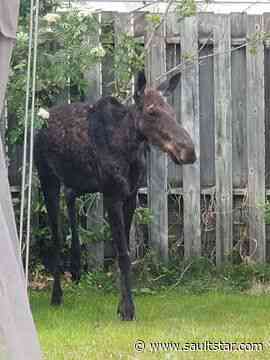 Moose remains set on fire