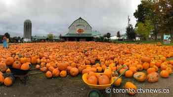 Farm near Toronto closes its popular pumpkin patch for first time in 30 years due to COVID-19