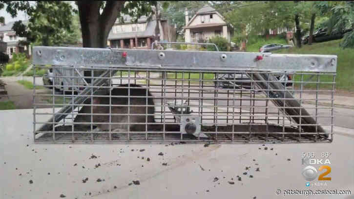 Pittsburgh Makes List Of Top ‘Rattiest Cities’ In US