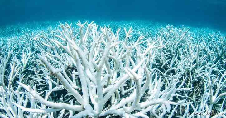 The Great Barrier Reef has lost half its corals in just 20 years, study says - NBC News