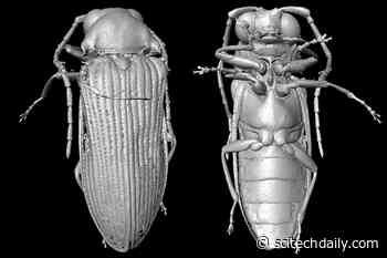 Scientists Reconstruct Beetles From the Cretaceous – 99 Million Years Ago
