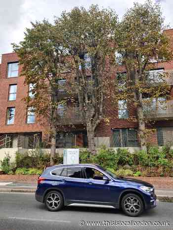 Green Party campaign saves mature trees in Harrow View