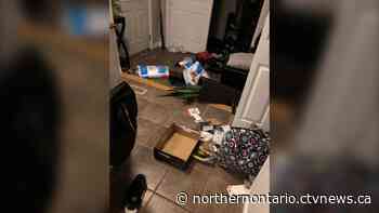 Northern Ont. family gets woken up by bear cub ransacking their home